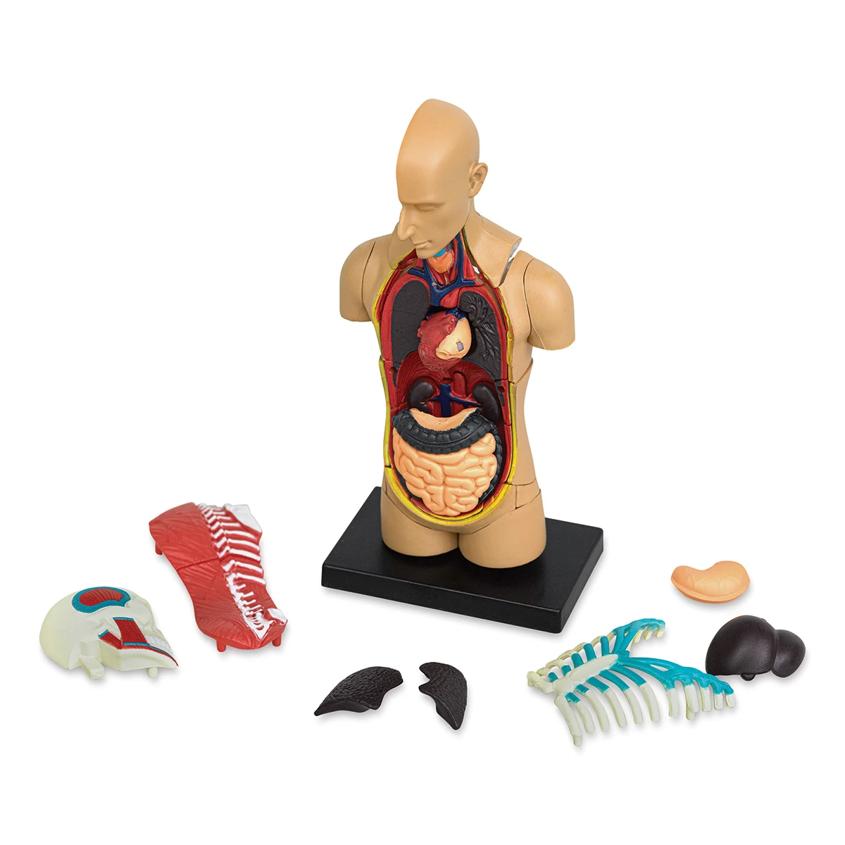 Learning Resources Human Anatomy Model 2 Learning Resources Human Anatomy Model - Image 2