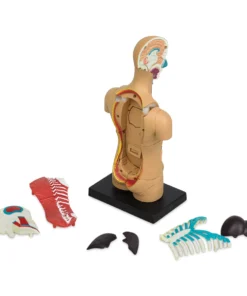 Learning Resources Human Anatomy Model 5 Learning Resources Human Anatomy Model -Canson Sale 21656 1004 5 4ww