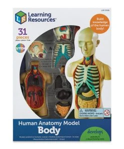 Learning Resources Human Anatomy Model