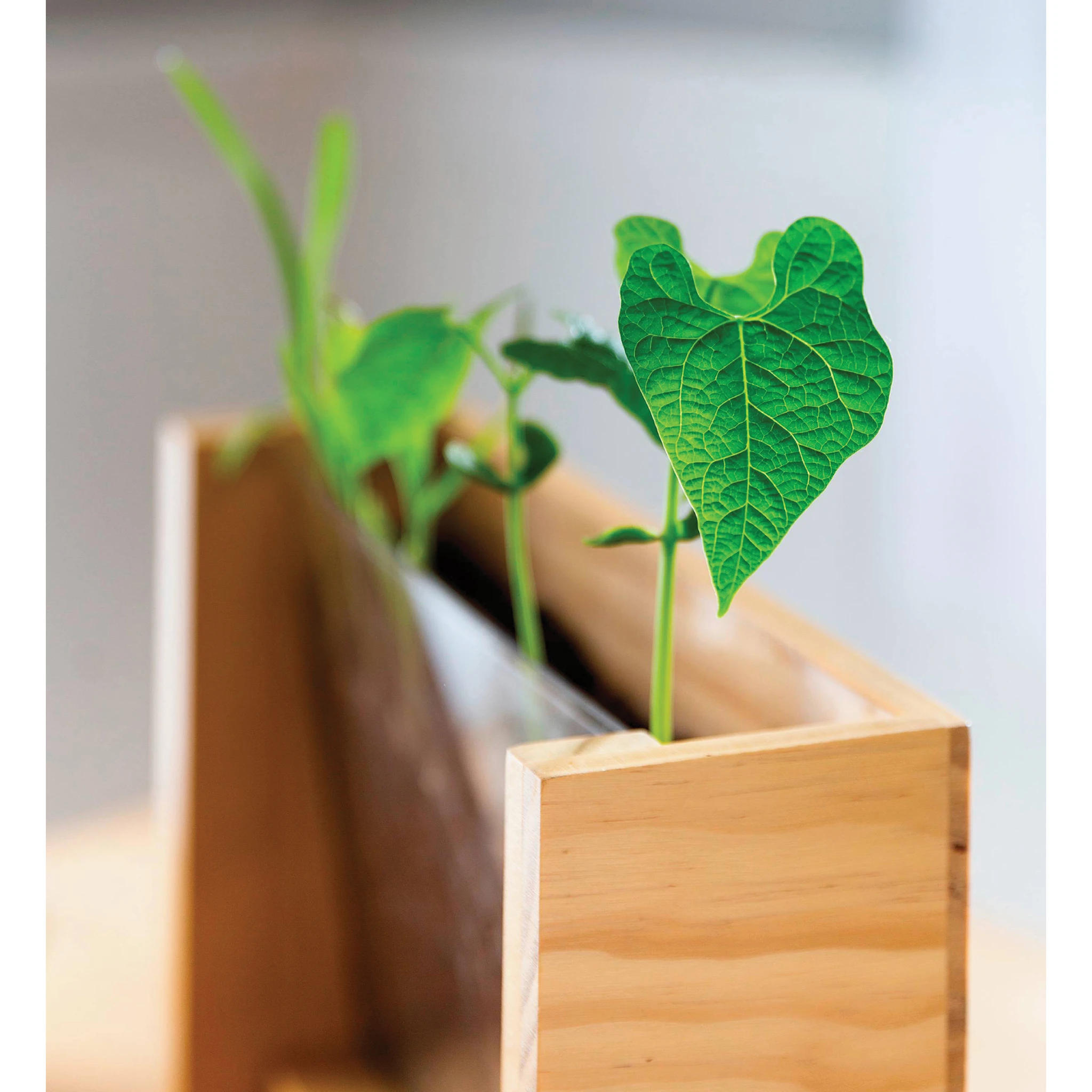 Hearthsong Grow With Me Root Viewer Kit 2 Hearthsong Grow With Me Root Viewer Kit - Image 2