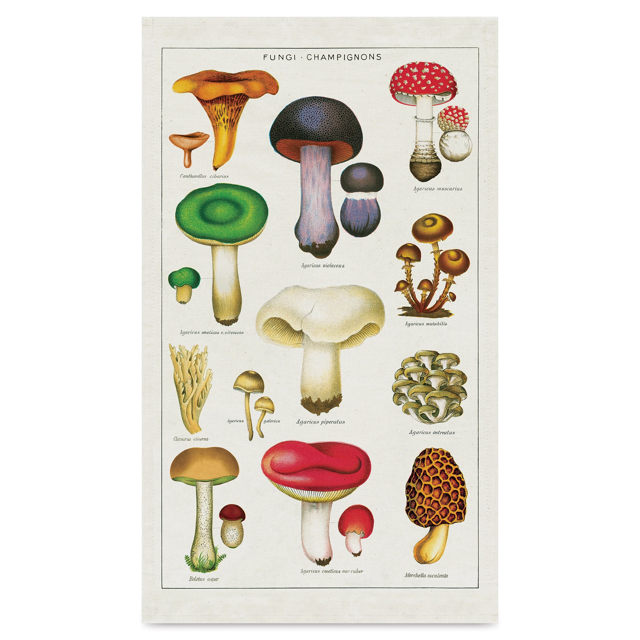 Cavallini Mushrooms Tea Towel 1 Cavallini Mushrooms Tea Towel