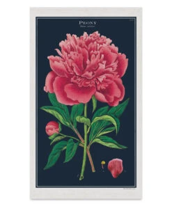 Cavallini Peony Tea Towel
