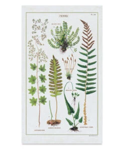 Cavallini Ferns Tea Towel
