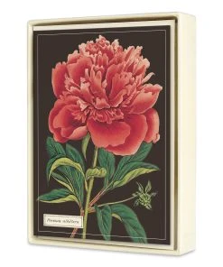 Cavallini Botanical Boxed Note Cards