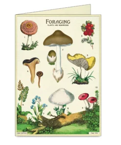 Cavallini Foraging Boxed Note Cards -Canson Sale 75385 1010 4 4ww