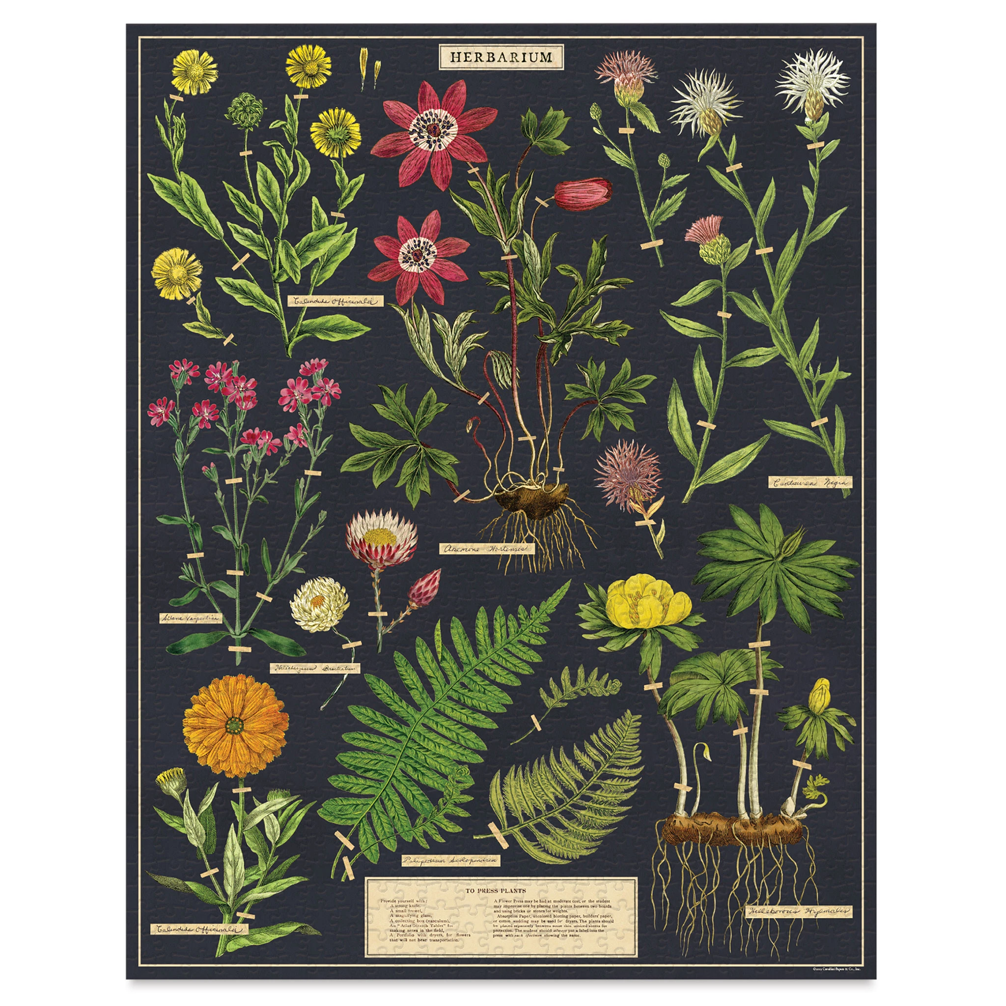 Cavallini Vintage Herbarium 1000 Piece Puzzle 2 Cavallini Vintage Herbarium 1000 Piece Puzzle - Image 2